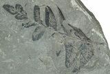 Pennsylvanian Fossil Fern (Neuropteris) Plate - Kentucky #248121-1